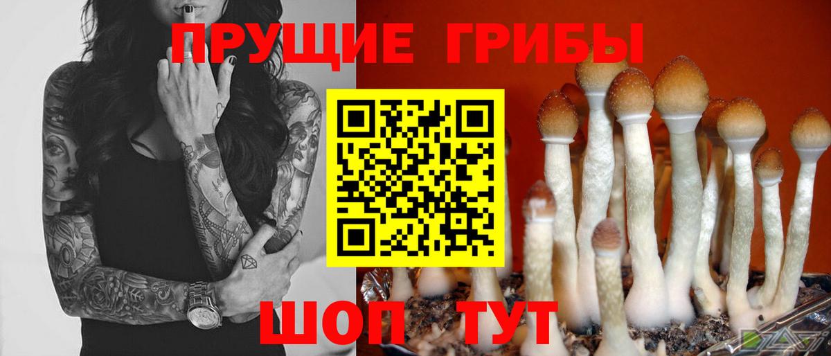 Галлюциногенные грибы Psilocybine cubensis Минусинск